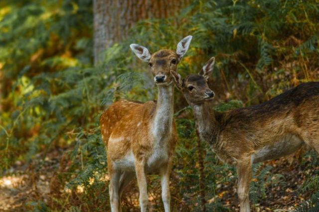 Le brame du cerf en forêt de Rambouillet Cerf mâle bramant dans une clairière de forêt à l'automne