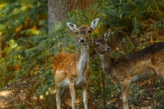 Cerf mâle bramant dans une clairière de forêt à l'automne