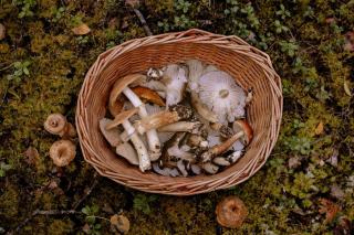Cèpes et coulemelles dans un panier en osier posé sur la mousse d'un sous-bois