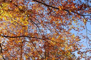 Forêt domaniale de rambouillet : à découvrir dans le sud Yvelines