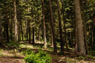 Pique-nique forêt Rambouillet : les coins et les règles ONF